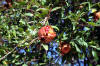 Granatapfel