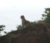 kenia-16.jpg (36383 Byte)