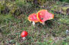 Pilze
