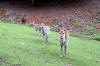 Wildpark Sankt Blasien